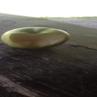 angebissener Apfel am Tisch Stress reduzieren